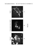 OPLOPHORUS-DERIVED LUCIFERASES, NOVEL COELENTERAZINE SUBSTRATES, AND     METHODS OF USE diagram and image