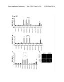 METHOD FOR SCREENING THERAPEUTIC AND/OR PROPHYLACTIC AGENTS FOR     ALZHEIMER S DISEASE diagram and image