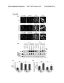 METHOD FOR SCREENING THERAPEUTIC AND/OR PROPHYLACTIC AGENTS FOR     ALZHEIMER S DISEASE diagram and image