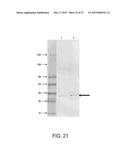 BIOMIMETIC CHEMICAL SENSORS USING NANOELECTRONIC READOUT OF OLFACTORY     RECEPTORS diagram and image