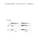 COMPOSITIONS AND METHODS FOR ANALYZING HISTIDINE PHOSPHORYLATION diagram and image