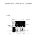 COMPOSITIONS AND METHODS FOR ANALYZING HISTIDINE PHOSPHORYLATION diagram and image