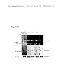 COMPOSITIONS AND METHODS FOR ANALYZING HISTIDINE PHOSPHORYLATION diagram and image