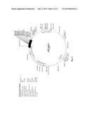 NEUREGULIN BASED METHODS AND COMPOSITIONS FOR TREATING CARDIOVASCULAR     DISEASES diagram and image