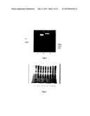 NEUREGULIN BASED METHODS AND COMPOSITIONS FOR TREATING CARDIOVASCULAR     DISEASES diagram and image