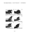 METHOD FOR ARTICULAR CARTILAGE AND JOINT FORMATION diagram and image