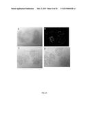 METHOD FOR ARTICULAR CARTILAGE AND JOINT FORMATION diagram and image