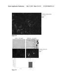 Methods And Compositions To Reduce Oxidative Stress diagram and image