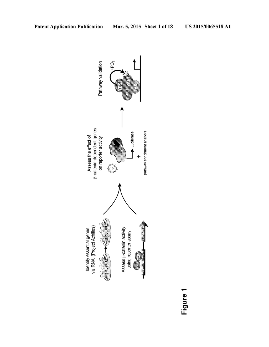 METHODS OF TREATING CANCER HAVING AN ACTIVE WNT/BETA-CATENIN PATHWAY - diagram, schematic, and image 02