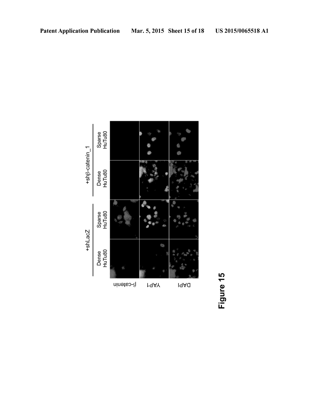 METHODS OF TREATING CANCER HAVING AN ACTIVE WNT/BETA-CATENIN PATHWAY - diagram, schematic, and image 16