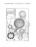 Transgenic Plants And A Transient Transformation System For Genome-Wide     Transcription Factor Target Discovery diagram and image