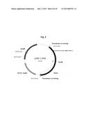 CONSTRUCTS FOR EXPRESSING TRANSGENES USING REGULATORY ELEMENTS FROM     BRACHYPODIUM UBIQUITIN 1C GENES diagram and image