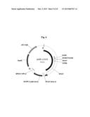 CONSTRUCTS FOR EXPRESSING TRANSGENES USING REGULATORY ELEMENTS FROM     BRACHYPODIUM UBIQUITIN 1C GENES diagram and image