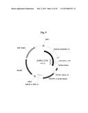 CONSTRUCTS FOR EXPRESSING TRANSGENES USING REGULATORY ELEMENTS FROM     BRACHYPODIUM UBIQUITIN 1C GENES diagram and image