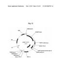 CONSTRUCTS FOR EXPRESSING TRANSGENES USING REGULATORY ELEMENTS FROM     BRACHYPODIUM UBIQUITIN 1C GENES diagram and image