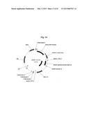 CONSTRUCTS FOR EXPRESSING TRANSGENES USING REGULATORY ELEMENTS FROM     BRACHYPODIUM UBIQUITIN 1C GENES diagram and image