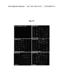 CONSTRUCTS FOR EXPRESSING TRANSGENES USING REGULATORY ELEMENTS FROM     BRACHYPODIUM UBIQUITIN 1C GENES diagram and image