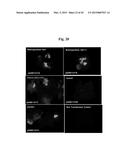 CONSTRUCTS FOR EXPRESSING TRANSGENES USING REGULATORY ELEMENTS FROM     BRACHYPODIUM UBIQUITIN 1C GENES diagram and image