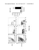 Method for inducing antitumor immunity using sindbis viral vectors and     tumor associated antigens diagram and image