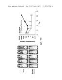 Method for inducing antitumor immunity using sindbis viral vectors and     tumor associated antigens diagram and image