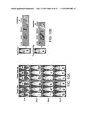 Method for inducing antitumor immunity using sindbis viral vectors and     tumor associated antigens diagram and image