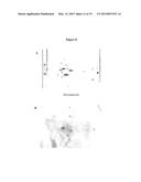 LM-Antibodies, Functional Fragments, LM-1 Target Antigen, and Methods for     Making and Using Same diagram and image