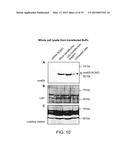 LM-Antibodies, Functional Fragments, LM-1 Target Antigen, and Methods for     Making and Using Same diagram and image