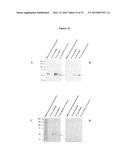 LM-Antibodies, Functional Fragments, LM-1 Target Antigen, and Methods for     Making and Using Same diagram and image