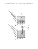 LM-Antibodies, Functional Fragments, LM-1 Target Antigen, and Methods for     Making and Using Same diagram and image