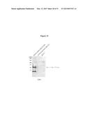 LM-Antibodies, Functional Fragments, LM-1 Target Antigen, and Methods for     Making and Using Same diagram and image