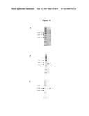 LM-Antibodies, Functional Fragments, LM-1 Target Antigen, and Methods for     Making and Using Same diagram and image