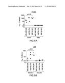 STABLE PEPTIDE MIMETICS OF THE HIV-1 GP41 PRE-HAIRPIN INTERMEDIATE diagram and image