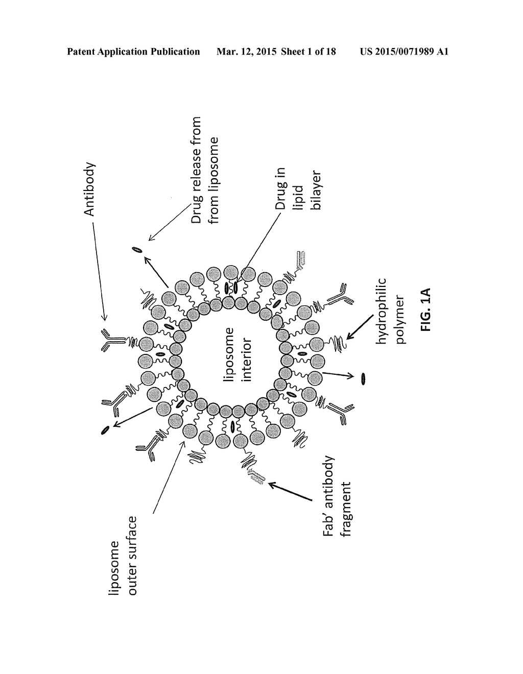 LIPOSOMES FOR HEMATOLOGICAL TUMORS - diagram, schematic, and image 02