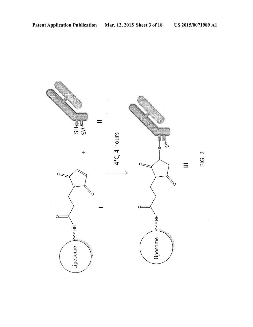 LIPOSOMES FOR HEMATOLOGICAL TUMORS - diagram, schematic, and image 04