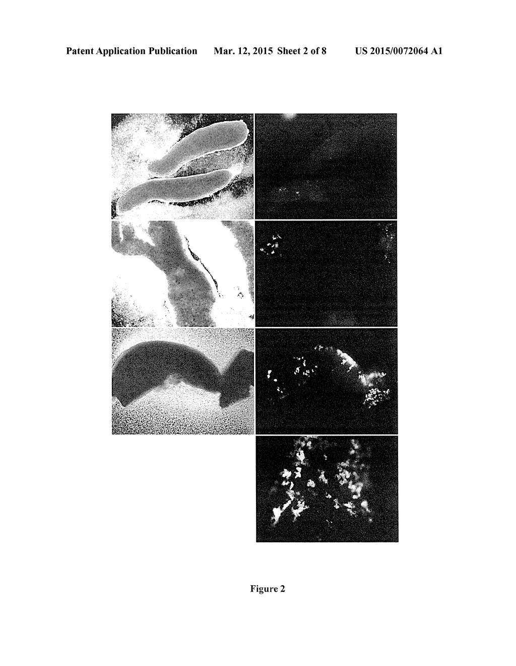 Cell Transfection Method - diagram, schematic, and image 03