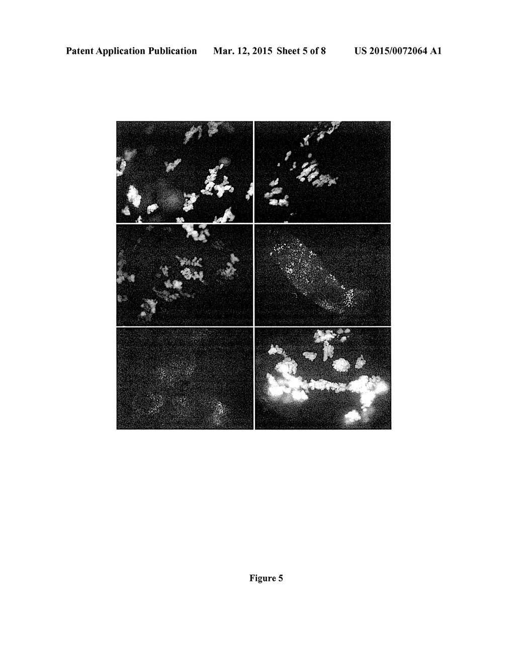 Cell Transfection Method - diagram, schematic, and image 06