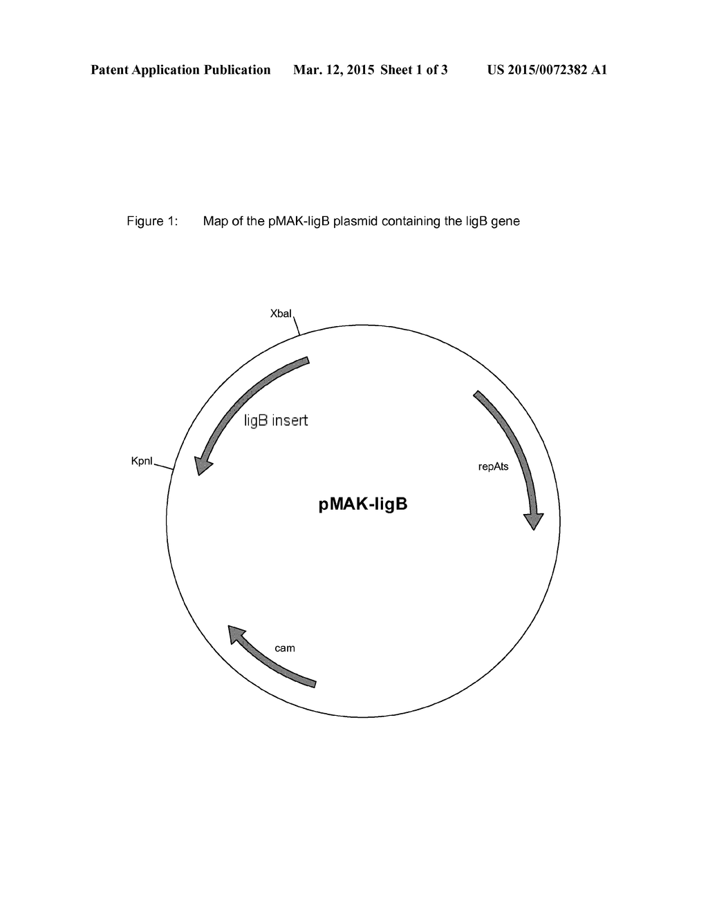 CELL WITH REDUCED PPGPPASE ACTIVITY - diagram, schematic, and image 02