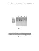 RECOMBINANT MICROORGANISMS AND METHODS OF USE THEREOF diagram and image