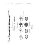 HCV GENOTYPE 4D REPLICONS diagram and image