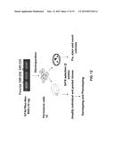 HCV GENOTYPE 4D REPLICONS diagram and image