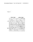 METHOD OF ENHANCING PROLIFERATION AND/OR SURVIVAL OF MESENCHYMAL PRECURSOR     CELLS (MPC) diagram and image