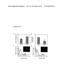 METHOD OF ENHANCING PROLIFERATION AND/OR SURVIVAL OF MESENCHYMAL PRECURSOR     CELLS (MPC) diagram and image