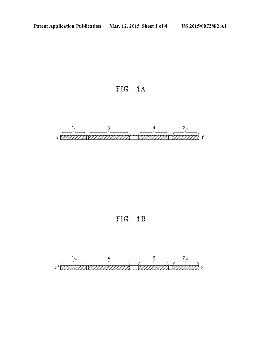 METHOD OF DETECTING NUCLEIC ACIDS - diagram, schematic, and image 02