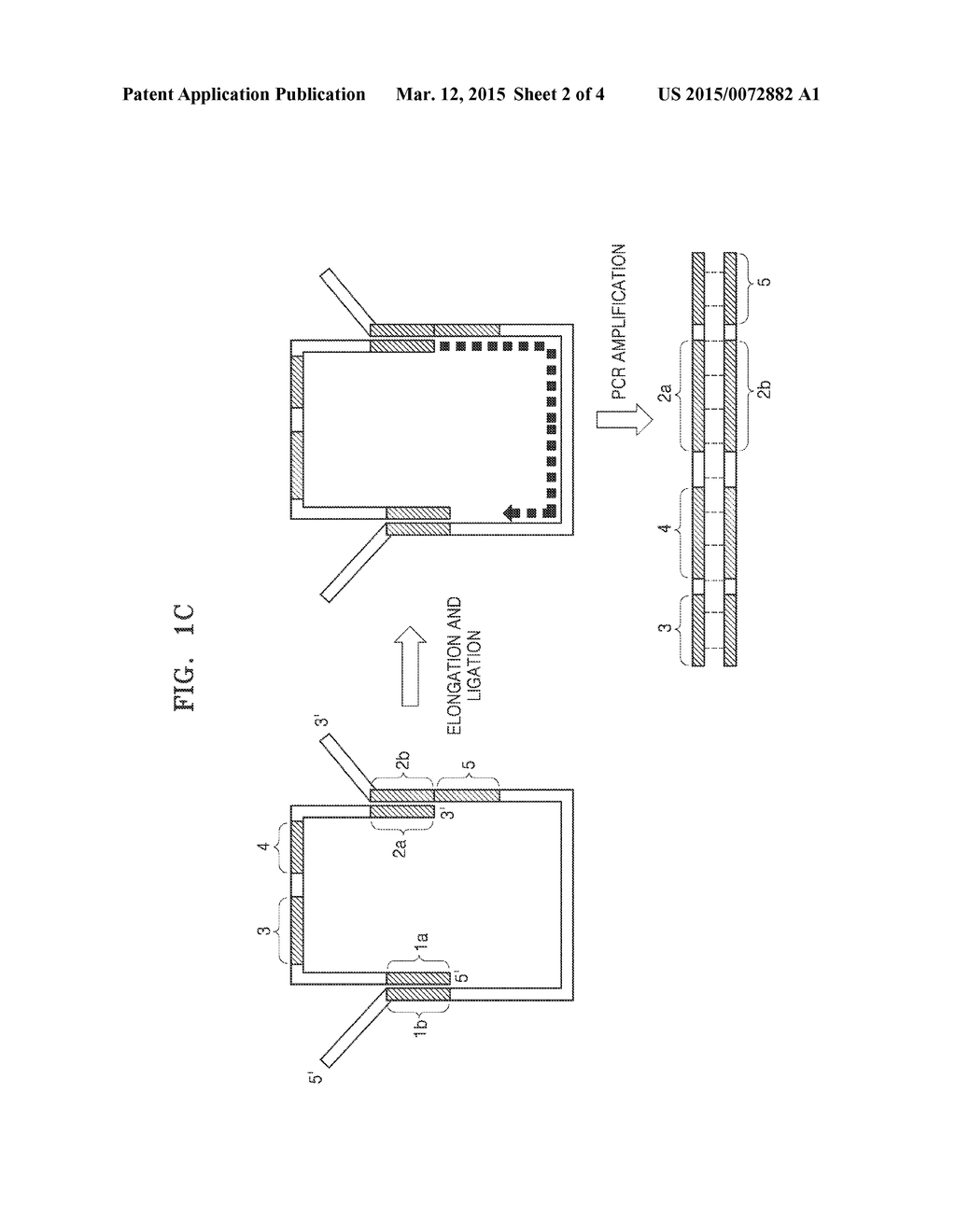 METHOD OF DETECTING NUCLEIC ACIDS - diagram, schematic, and image 03