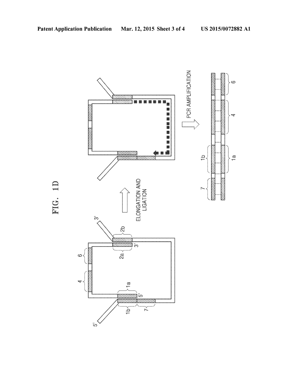 METHOD OF DETECTING NUCLEIC ACIDS - diagram, schematic, and image 04