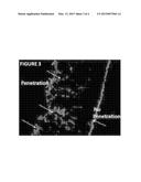 Tubular Porous Foam Scaffolds with Gradient Pores for Tissue Engineering diagram and image