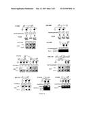 MUTATIONS OF THE PARKIN GENE, COMPOSITIONS, METHODS AND USES diagram and image