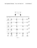 MUTATIONS OF THE PARKIN GENE, COMPOSITIONS, METHODS AND USES diagram and image