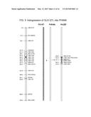 GRAY LEAF SPOT TOLERANT MAIZE AND METHODS OF PRODUCTION diagram and image