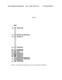 MOLECULAR MARKERS FOR BLACKLEG RESISTANCE GENE RLM2 IN BRASSICA NAPUS AND     METHODS OF USING THE SAME diagram and image